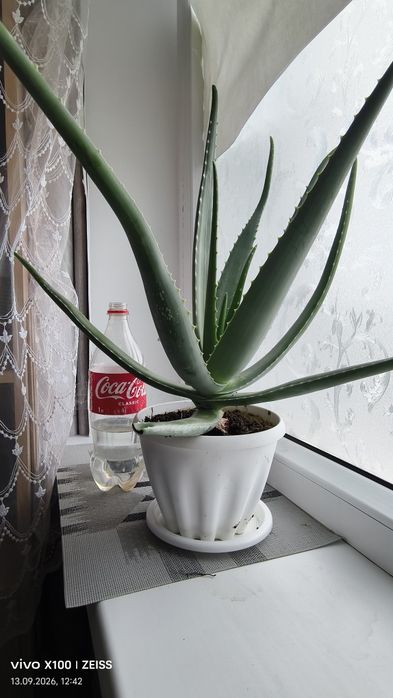 Продам Алоэ лечебныи