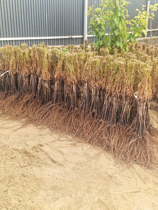 Butasi de vita de vie altoiti