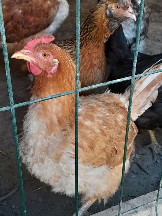 Honadon tovuqlari sotiladi