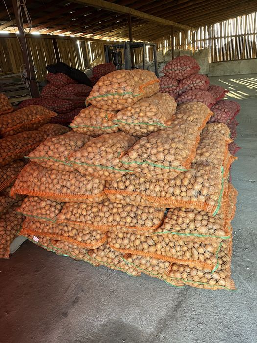 Cartofi de sămânță recent ambalată