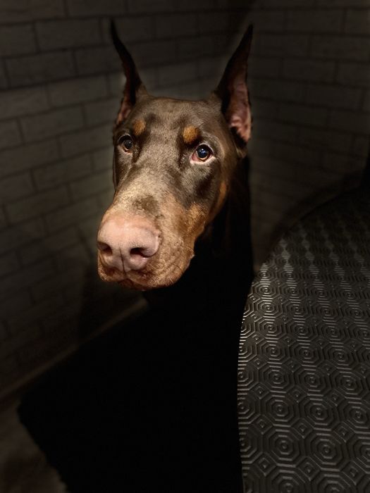 Doberman mascul foarte docil si foarte bun cu copii si alte animale