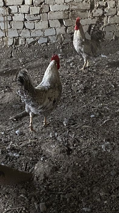 Продам молодые петухи барковский