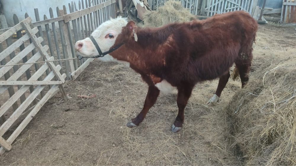 Екі кашар сатылады срочно 930мын