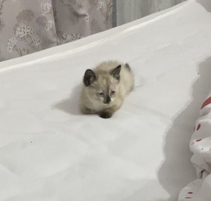 Сиамская кошечка