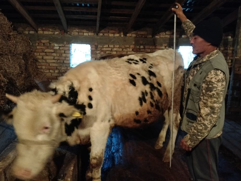 Гольштейн бычок 1.5