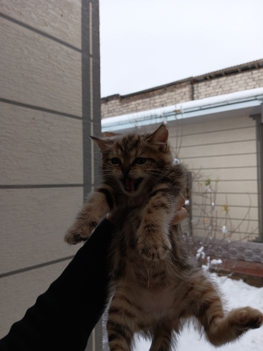 Sotiladi Shorthair mushuklar