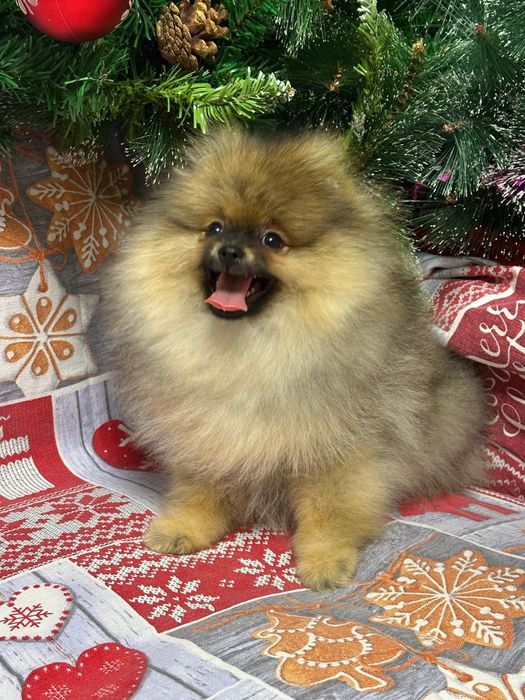 Продам шпица малого