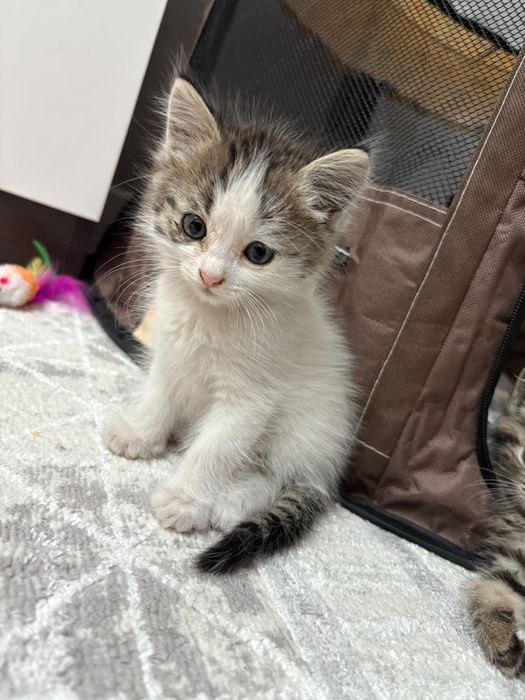 Отдам котяток мальчик и девочка