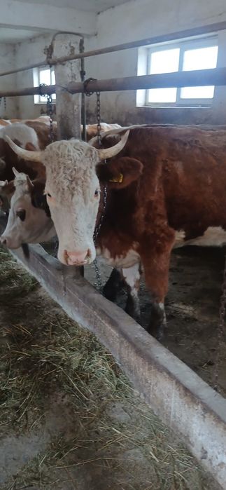 Vand vaci cuminți și bune de lapte