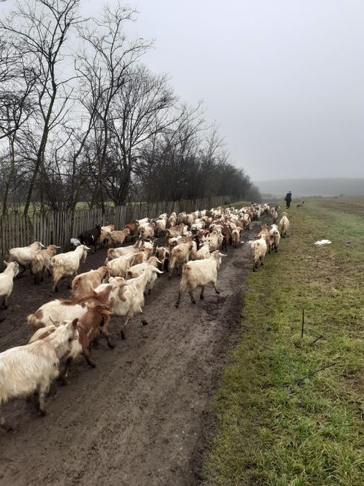 Vând capre Urgent