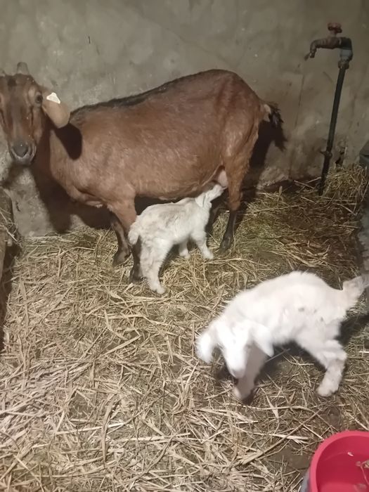 Alpina franceza fatata