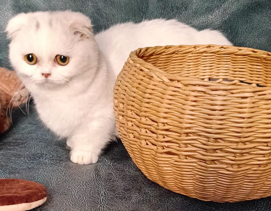 Манчкин мальчик белого окраса