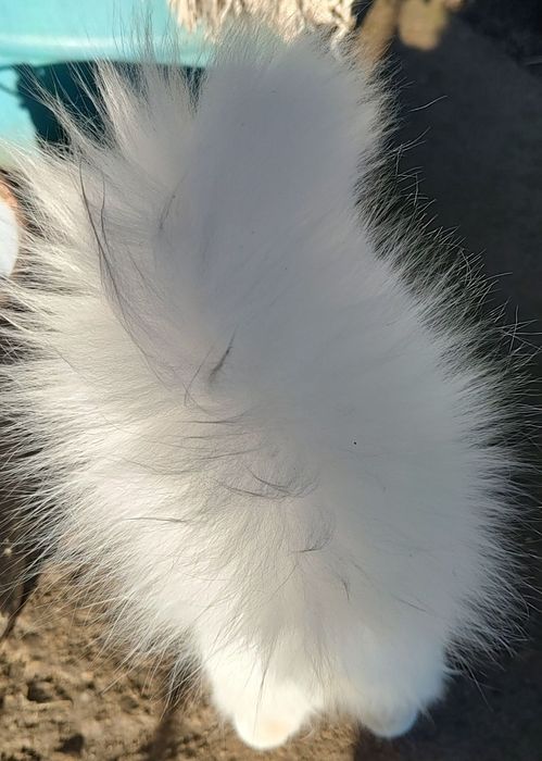 Бяло коте, женско, Персийска чинчила, снежно бяла, 7мес..