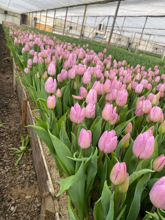 Продажа Тюльпанов Оптом