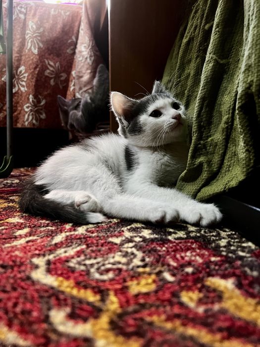 Котята. Отдам в хорошие руки