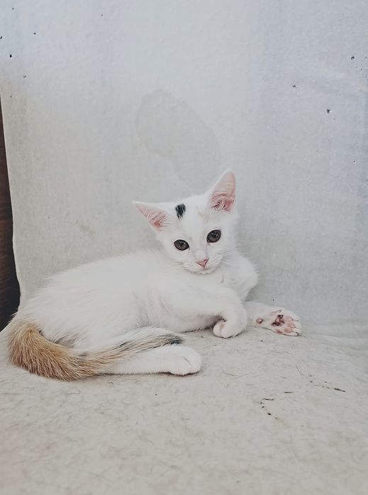Отдам бесплатно кошек