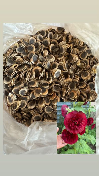 Продам семена Мальвы