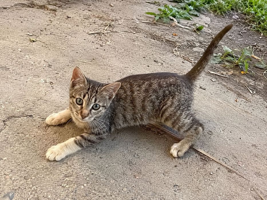 Un ghem mic de iubire își caută acasă