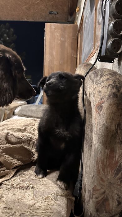 Собака бесплатно