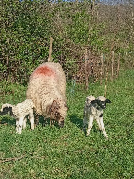 O oaie cu doi miei de vânzare Dârlos 0743809104 1.200 lei