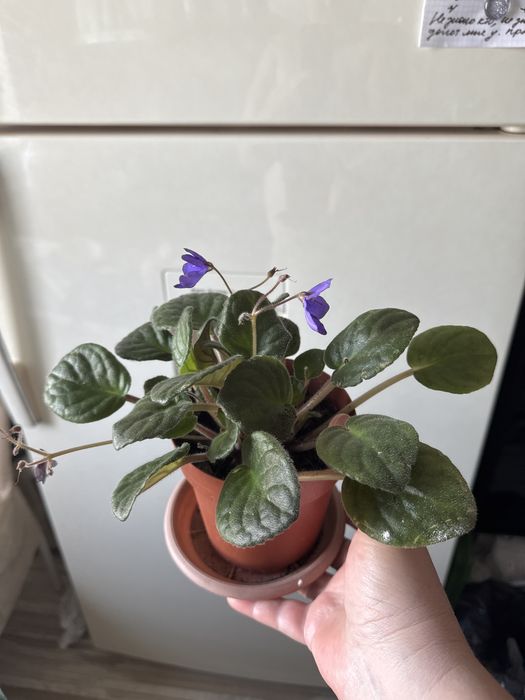 Комнатные цветы каждый 1500