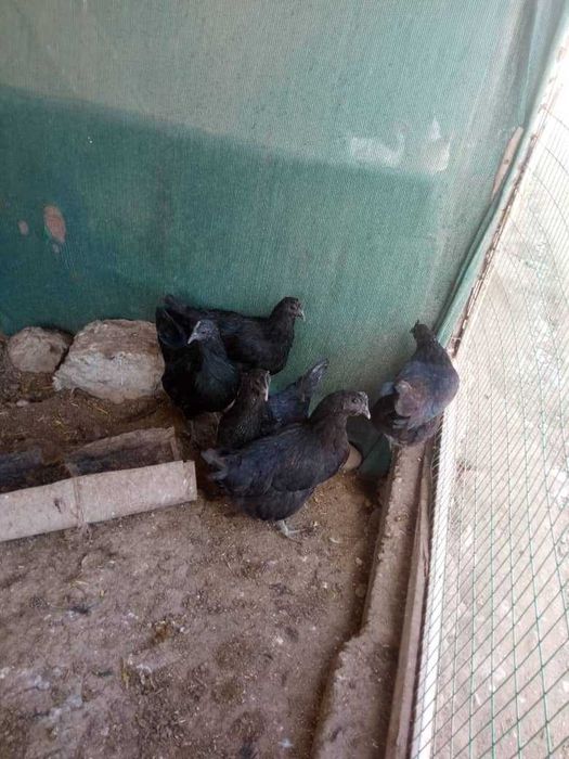 Uxayl tovuq tuxumlariga zakaz olamiz