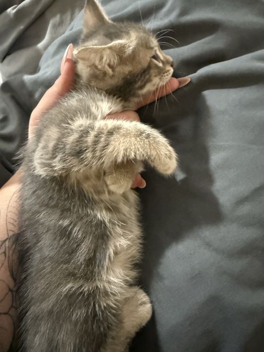 Котята от бенгалки