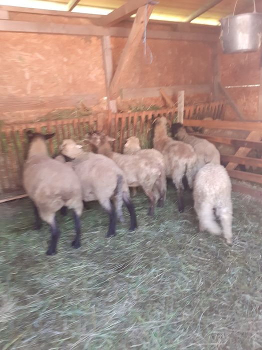 Oi și miei de vanzare