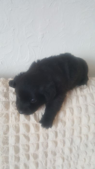 отдаи щенков в добрые руки