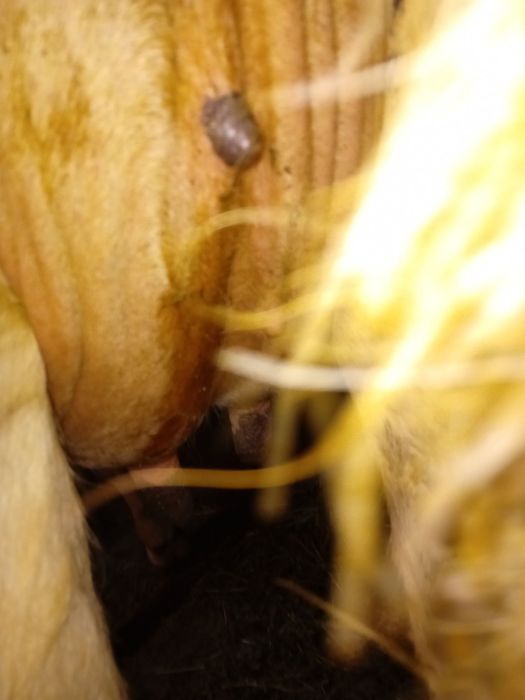 Продава се юничка