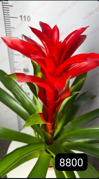 Цветы комнатные свежие