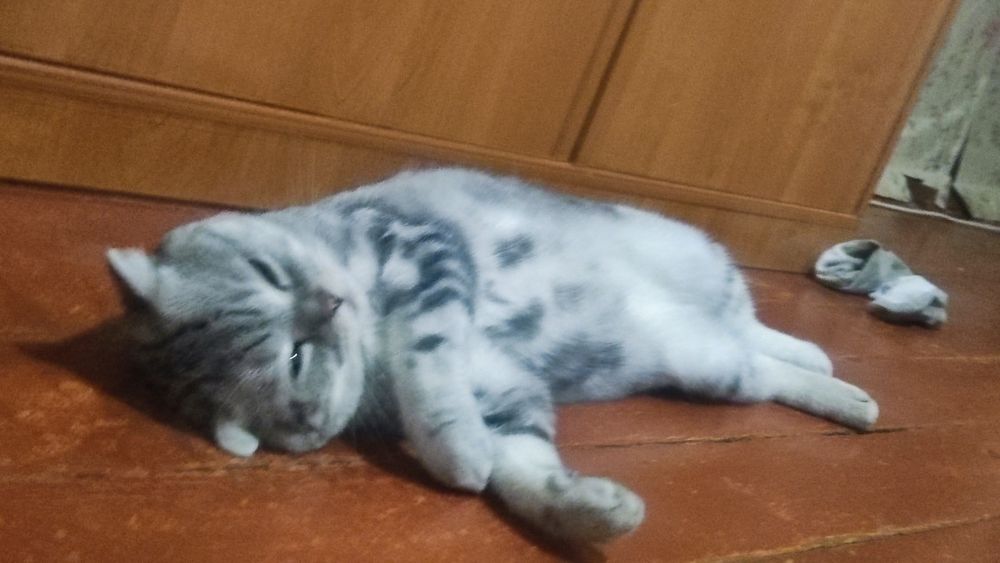 Отдам кто в добрые руки