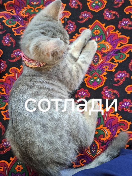 Мушук зотли британский