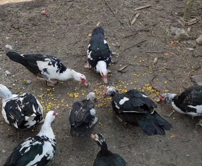 Vand famile de rate mute 6rate si ratoiul pret in privat