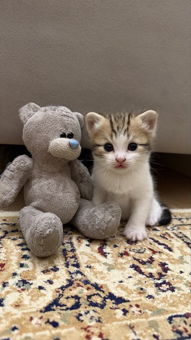 Продам котят.