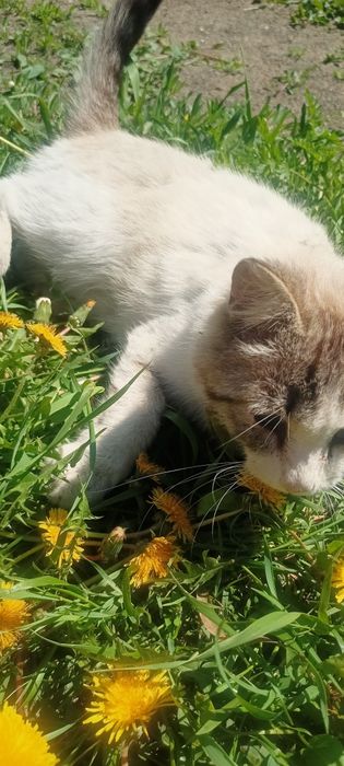 Невероятно ласковый котик. Кастрирован