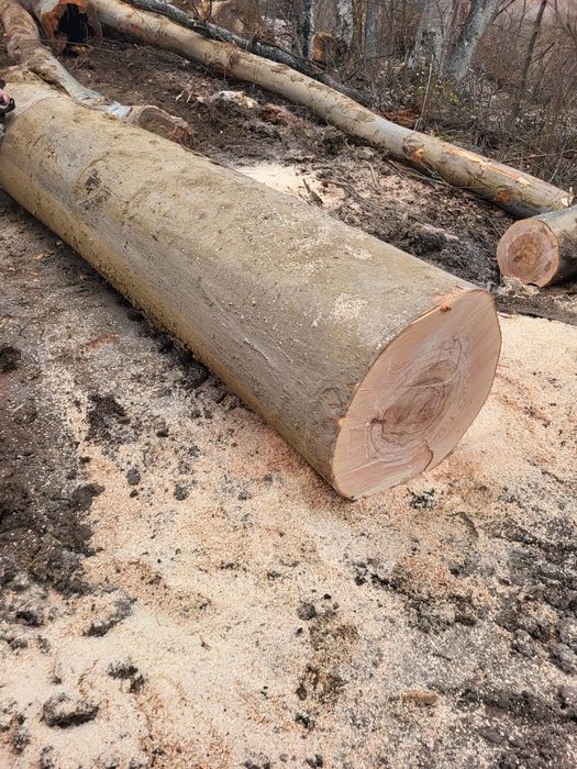 Lemn de foc fag si stejar, lemnul este și uscat