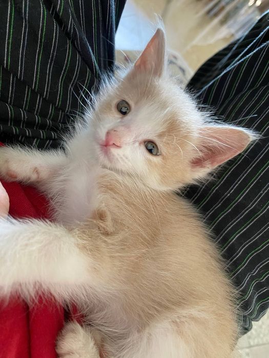 Отдаем милых котят
