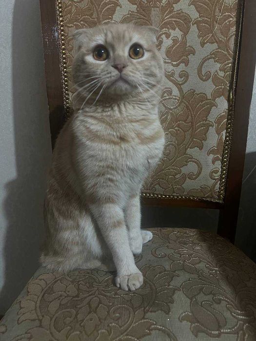 Отдаю кота хорошим рукам бесплатно его имя Руфус