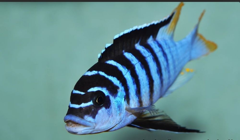 Аквирумни риби африкански цихлиди от езерото Малави