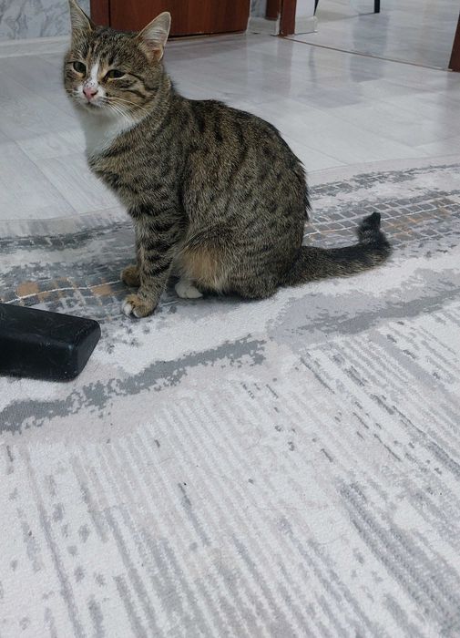 Кошечка девочка.