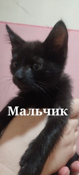 Котят в добрые руки