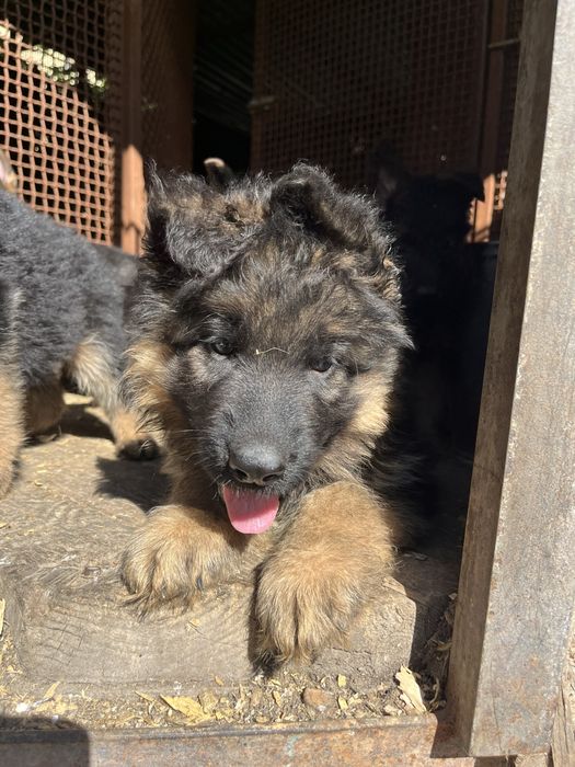 Щенки немецкой овчарки