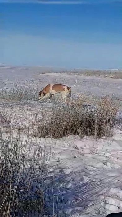 Рабочий гончяк девочка