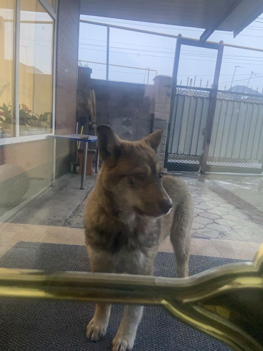 Красивая ласковая собачка