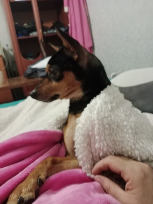 Отдам той терьера