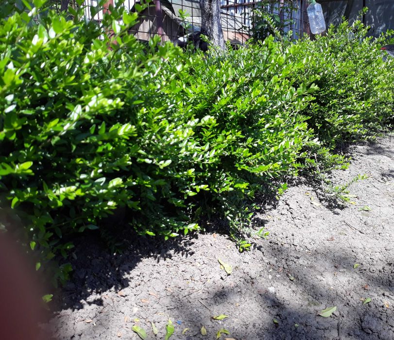 Lonicera pileata pt gard viu la ghivece