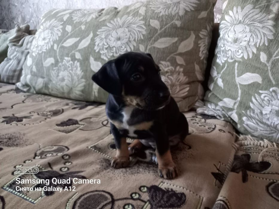 Отдам щенка в добрые руки