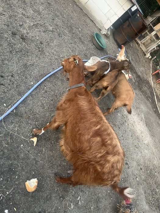 Vand capra si iede alpin franceze