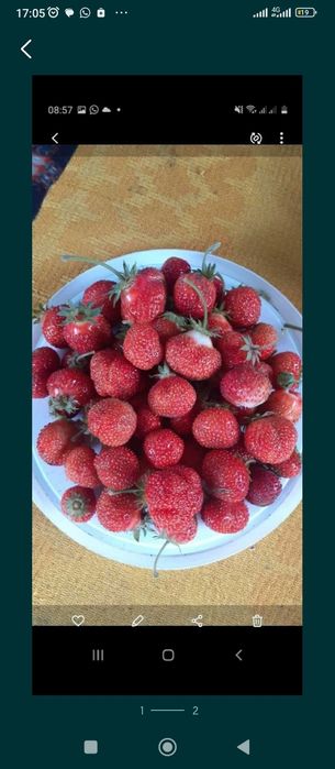 Рассада клубники ( Пришахтинск)